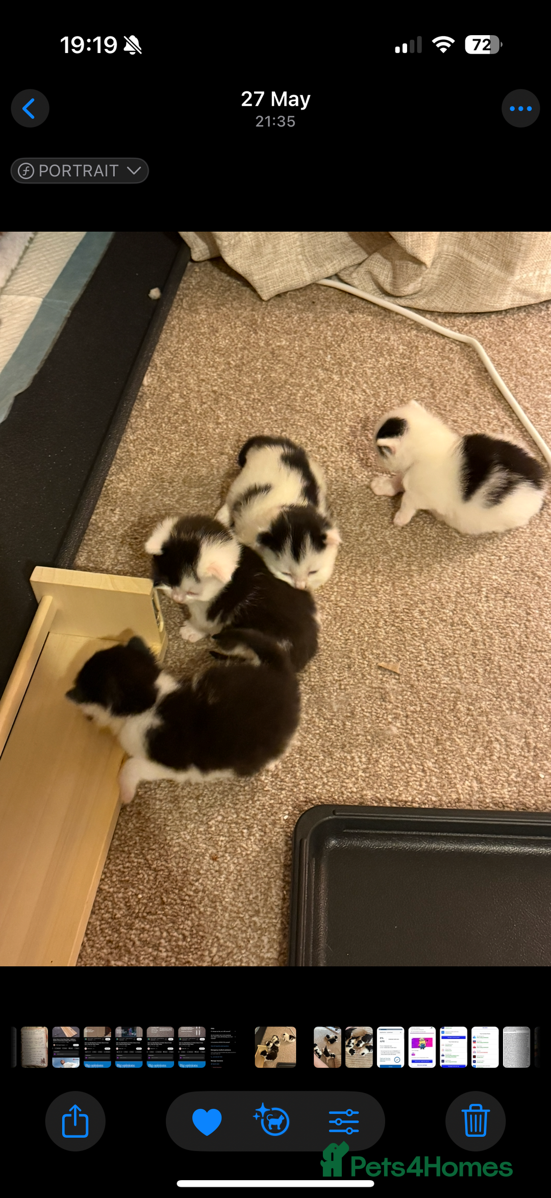 Mixed Breed cats for sale: Four beautiful kittens with lovely markings! - Image 12