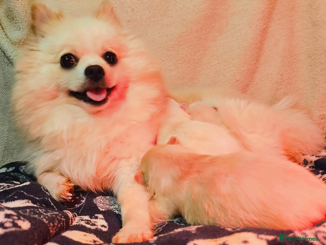 Pomeranian dogs for sale: Stunning White/Cream Pomeranian Puppies - Advert 11