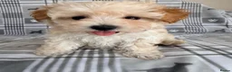 Maltipoo dogs for sale:  BEAUTIFUL LICENSED-BRED MALTIPOOS READY SOON 💖 - Advert 4