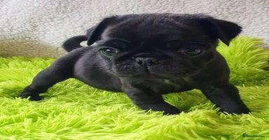 Pug dogs - Advert 4