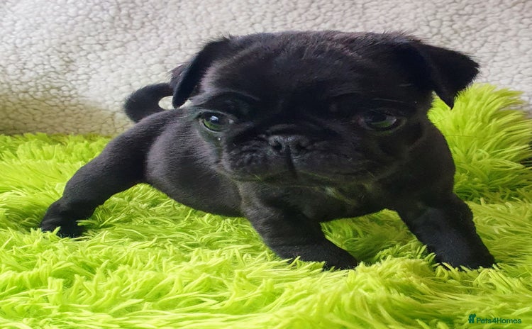 Pug dogs - Advert 2