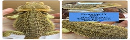 Bearded Dragon reptiles for sale: Baby Hypo Bearded Dragons - Advert 17