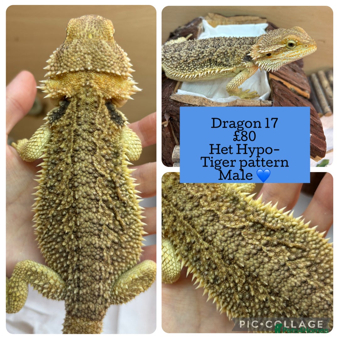 Bearded Dragon reptiles for sale: Baby Hypo Bearded Dragons - Advert 17