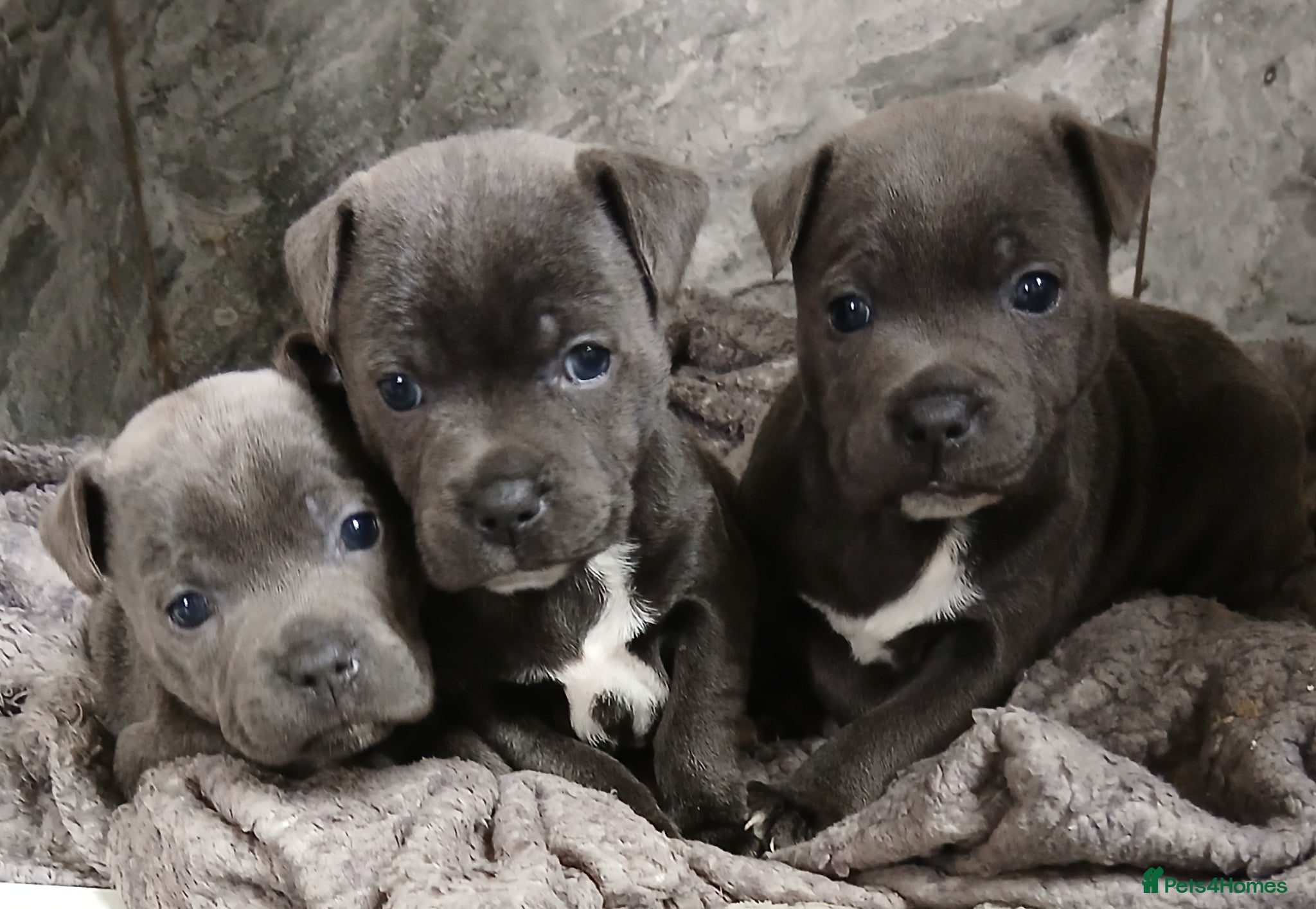 Staffordshire Bull Terrier dogs for sale: Blue Staffordshire bull terriers  - Advert 1