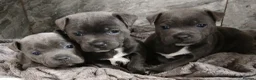 Staffordshire Bull Terrier dogs for sale: Blue Staffordshire bull terriers  - Advert 1