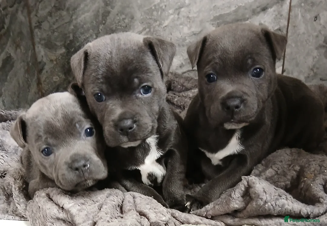 Staffordshire Bull Terrier dogs for sale: Blue Staffordshire bull terriers  - Advert 1