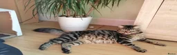 Siberian cats for sale: 6 hypoallergenic Siberian kittens  in London - Advert 2