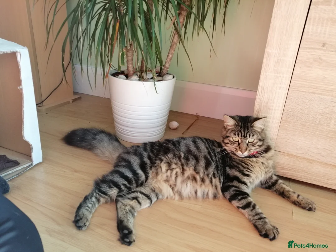 Siberian cats for sale: 6 hypoallergenic Siberian kittens  in London - Advert 2