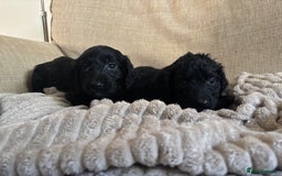 Goldendoodle dogs for sale: 12 Stunning Goldendoodles - Image 17
