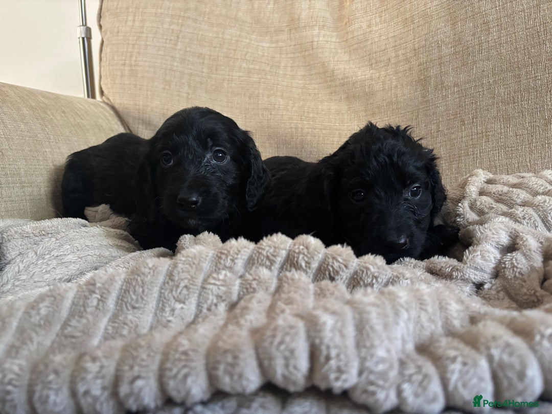 Goldendoodle dogs for sale: 12 Stunning Goldendoodles - Image 17