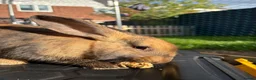 Mixed Breed rabbits for sale: 3 male rabbits and full set up  in Bristol - Advert 10