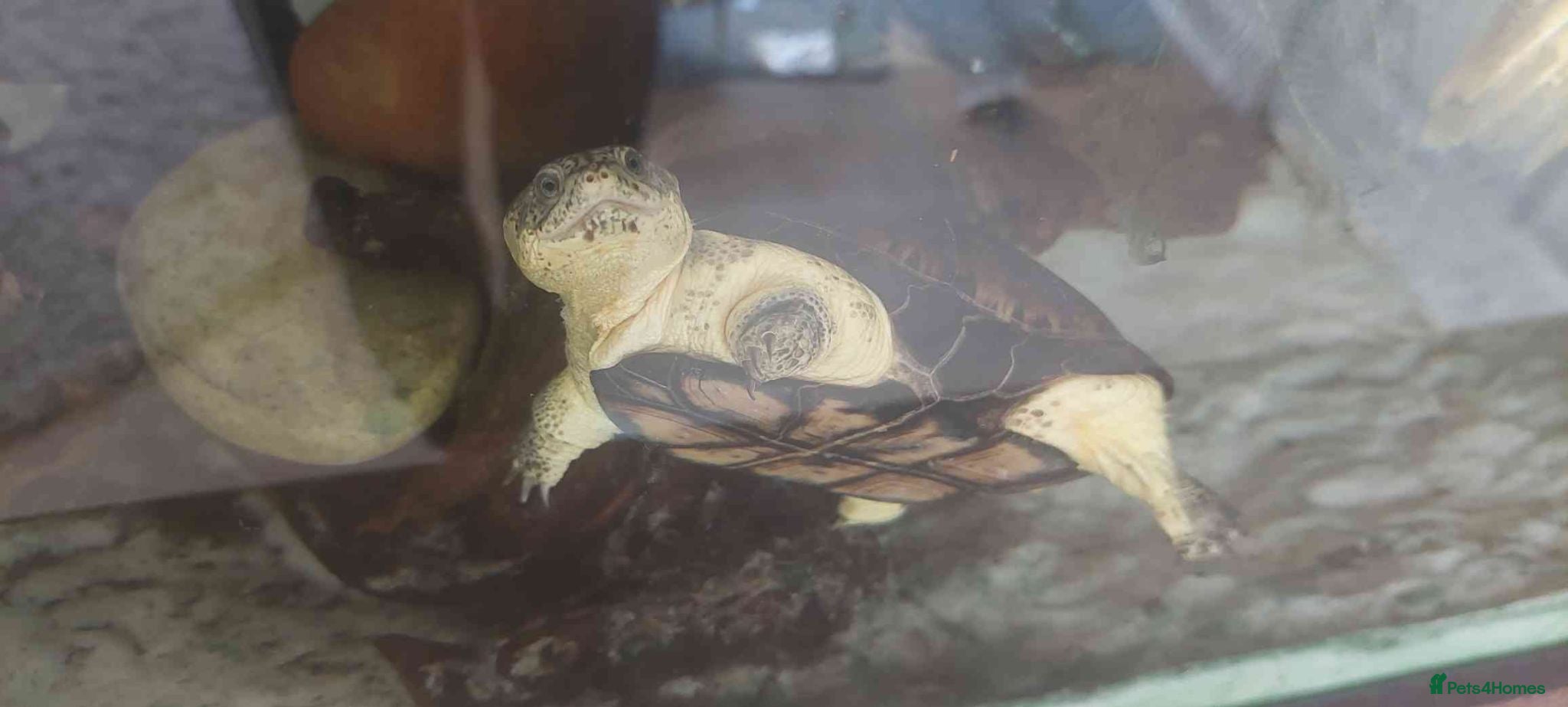 Turtle reptiles Pelusios Nanus - African Dwarf Mud Turtle - Advert 3