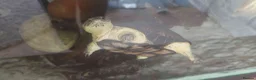 Turtle reptiles for sale: Rare Pelusios Nanus - African Dwarf Mud Turtle - Advert 1
