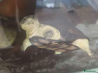 Turtle reptiles Rare Pelusios Nanus - African Dwarf Mud Turtle - Advert 2