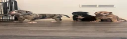 Alapaha Blue Blood Bulldog dogs for sale: Alapaha blue blood bulldog - Advert 22