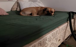 Mixed Breed dogs for sale: meet Hooper - Advert 5