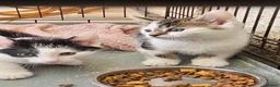 Mixed Breed cats for sale: Kitens in Bourne - Advert 5