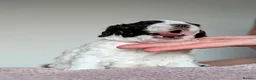 Spanish Water Dog dogs for sale: Spanish water dog  - Advert 39