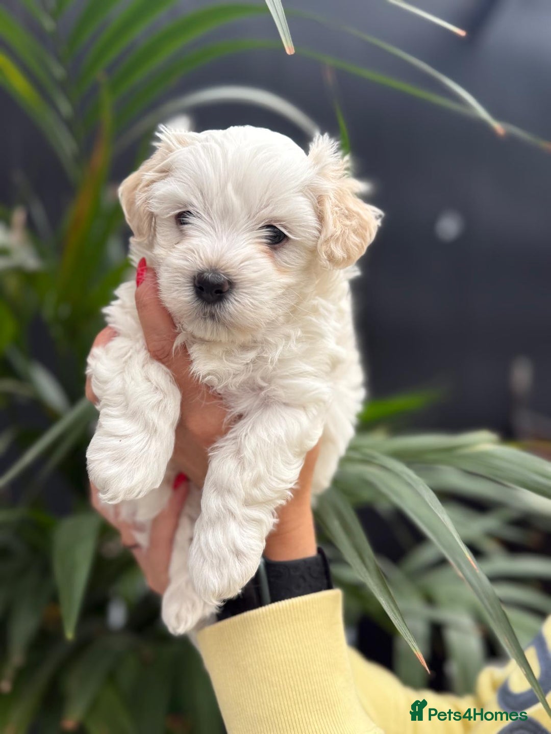 Maltipoo dogs for sale: ❤️Maltipoo beutifull puppies healthy checked❤️😍🥰 - Image 3