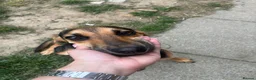 Mixed Breed dogs for adoption: Oreo 6 month old hound cross  in Crawley - Advert 3