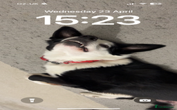 Border Collie dogs for sale: Billy 3 year old border collie - Image 3