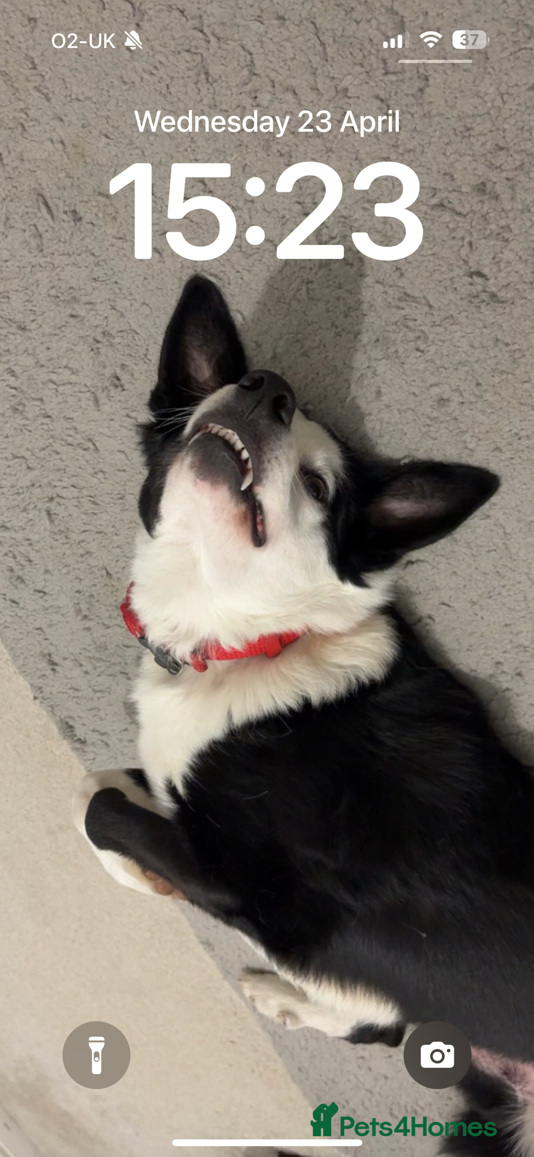 Border Collie dogs for sale: Billy 3 year old border collie - Image 3