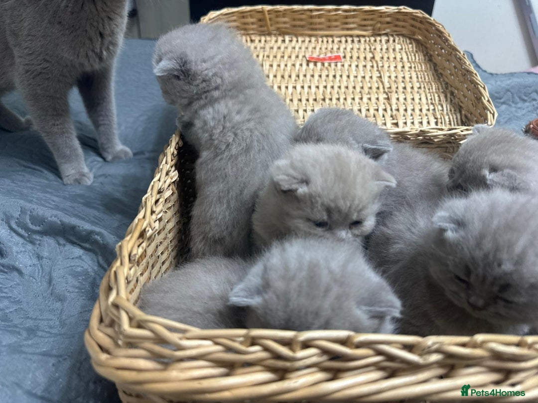 British Shorthair cats for sale: British shortHair - Advert 3