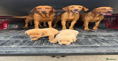 Labrador Retriever dogs - Advert 14