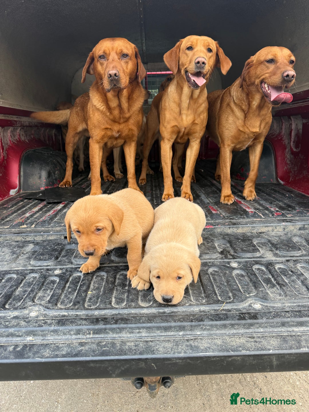 Labrador Retriever dogs for sale: One superb chunky boy - Image 3