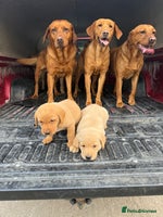 Labrador Retriever dogs - Advert 5