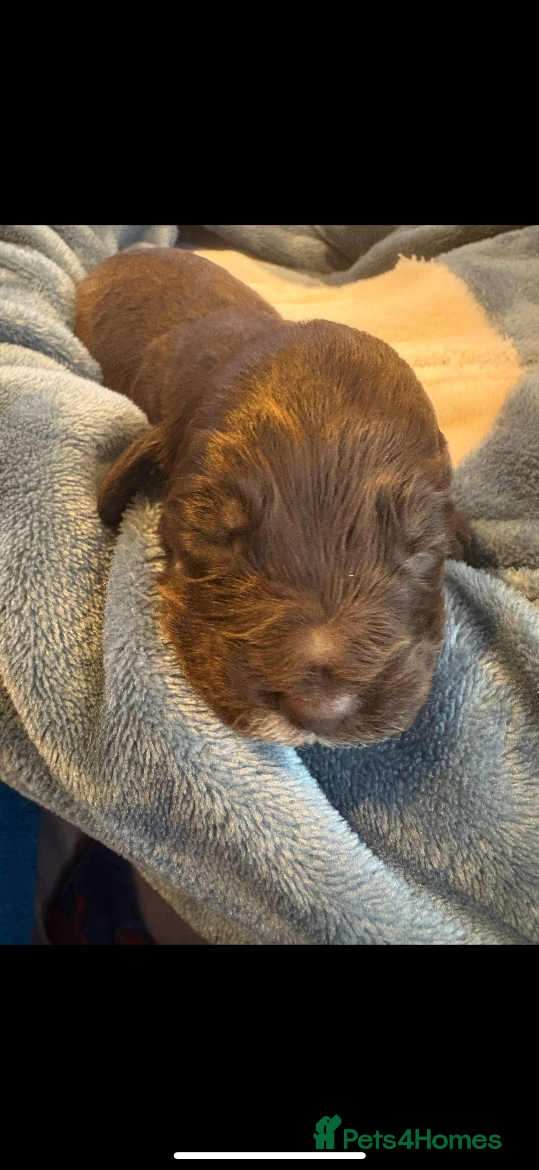 Mixed Breed dogs for sale: Mini Cockapoos - Image 7