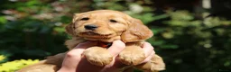 Golden Retriever dogs for sale: KC Registered Working Golden Retriever Puppies - Advert 2