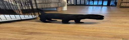 Labrador Retriever dogs for sale: Stunning labrador puppies - Advert 12