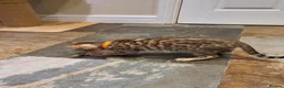 Bengal cats for sale: 🐆🐆Beautiful Pedigree Bengal Kittens🐆🐆  - Advert 26