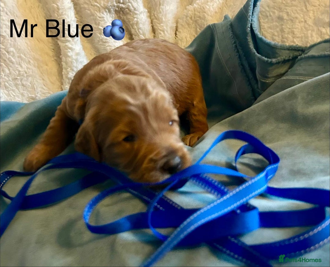 Labradoodle dogs for sale: 🥰 Cute Miniature labradoodle Pups 💖💕 - Advert 15