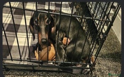 Mixed Breed dogs for sale: Chiweenies for sale - Advert 1