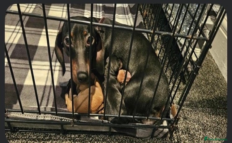 Mixed Breed dogs Chiweenies for sale - Advert 12