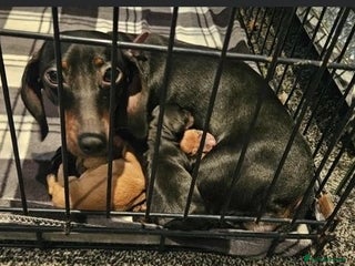 Mixed Breed dogs for sale: Chiweenies for sale - Advert 1