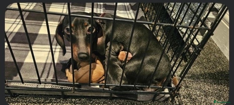 Mixed Breed dogs Chiweenies for sale - Advert 1