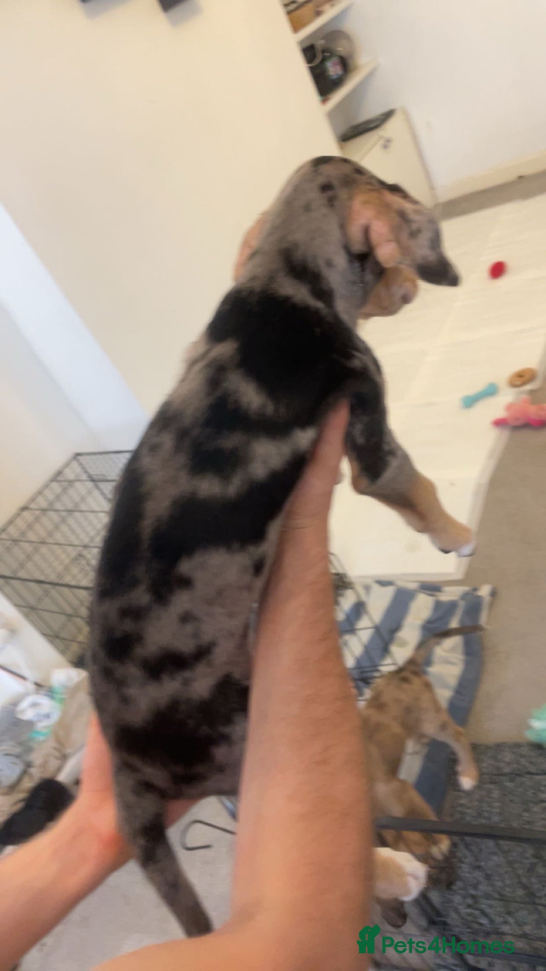 Mixed Breed dogs for sale: Mixed breed puppies READY TO GO! - Image 8