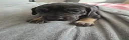 Great Dane dogs for sale: Great dane pups  - Advert 6