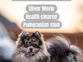 Pomeranian dogs Merle Pomeranian stud in Enfield - Advert 19