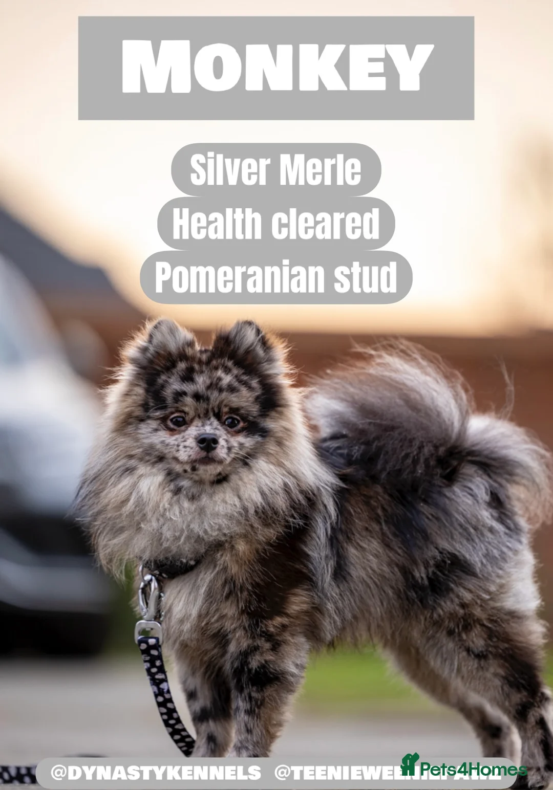 Pomeranian dogs for stud: Merle Pomeranian stud  in Enfield - Advert 1