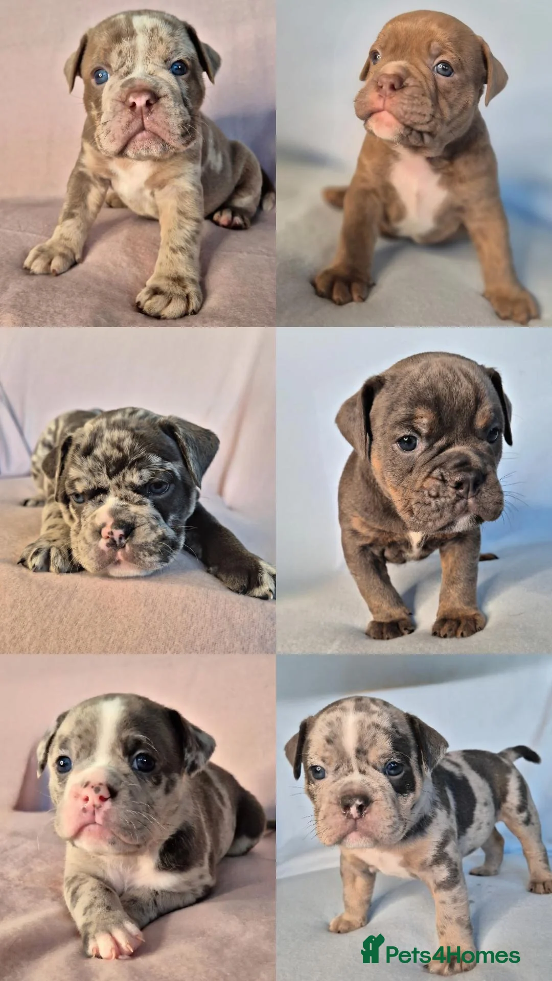 Olde English Bulldogge dogs Rare-Coloured F4 Olde English Bulldogge Puppies! - Advert 2