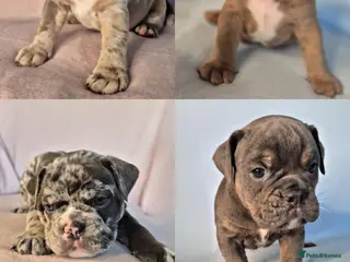 Olde English Bulldogge dogs Rare-Coloured F4 Olde English Bulldogge Puppies! - Advert 2