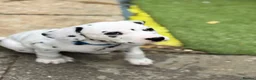 Dalmatian dogs for sale: Last one Beautiful KC Registered Dalmatian Puppie  - Advert 26