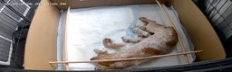 Cocker Spaniel dogs for sale: Beautiful cocker spaniel puppies  - Advert 10