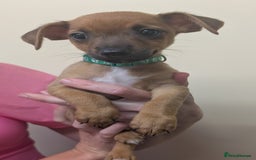 Jack Russell dogs for sale: Jack Russell  - Image 5