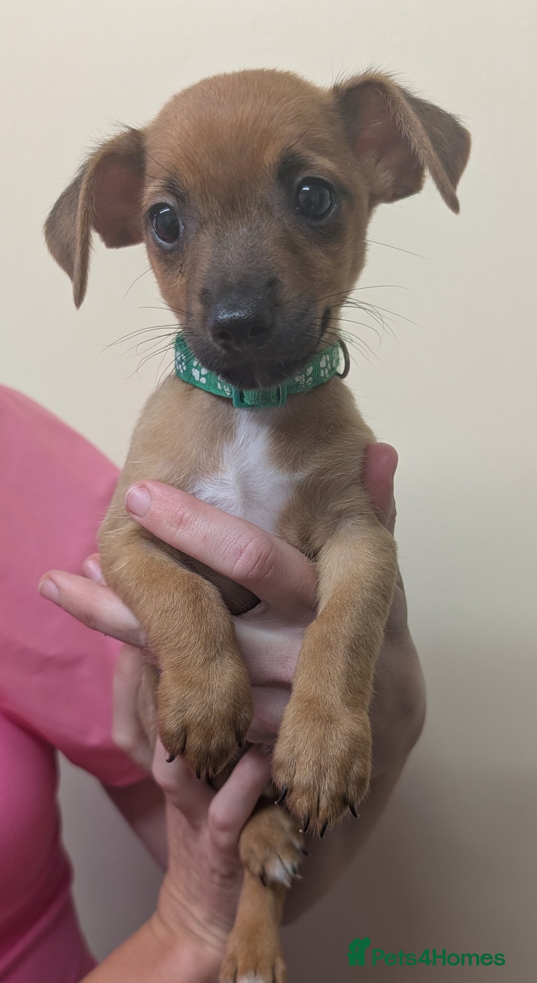 Jack Russell dogs for sale: Jack Russell  - Image 5