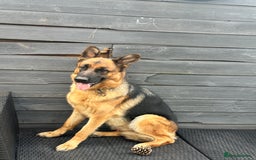 German Shepherd dogs for sale: Top Quality German Shepherd Short hair Bitch puppy - Image 7